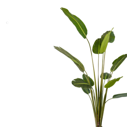 Banana - Strelitzia kunstplant