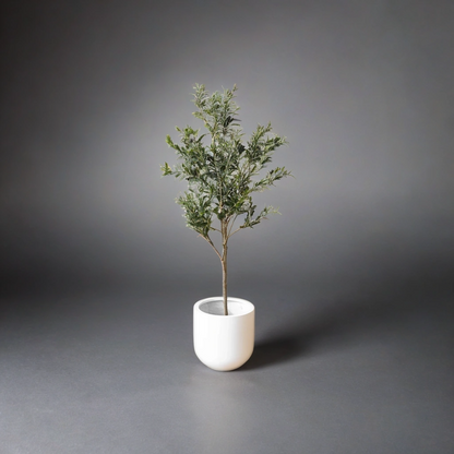 Elegance - Olijfboom