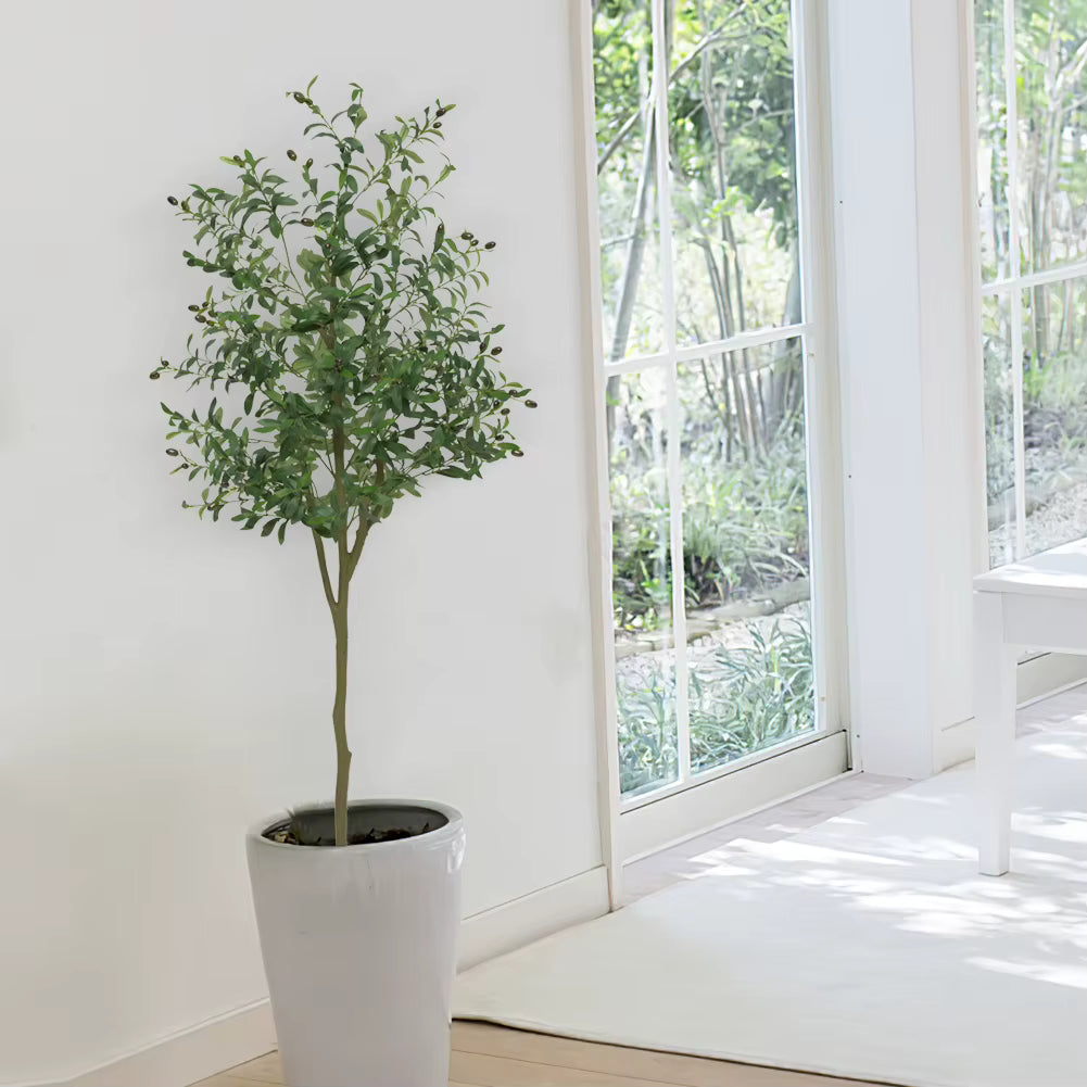 Elegance - Olijfboom