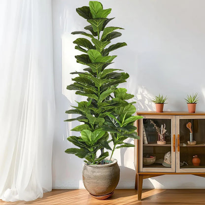 Aona – Fiddle Leaf plant