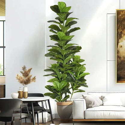 Aona – Fiddle Leaf plant