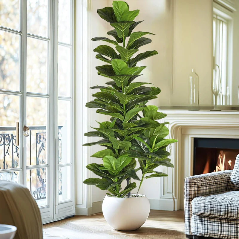 Aona – Fiddle Leaf plant