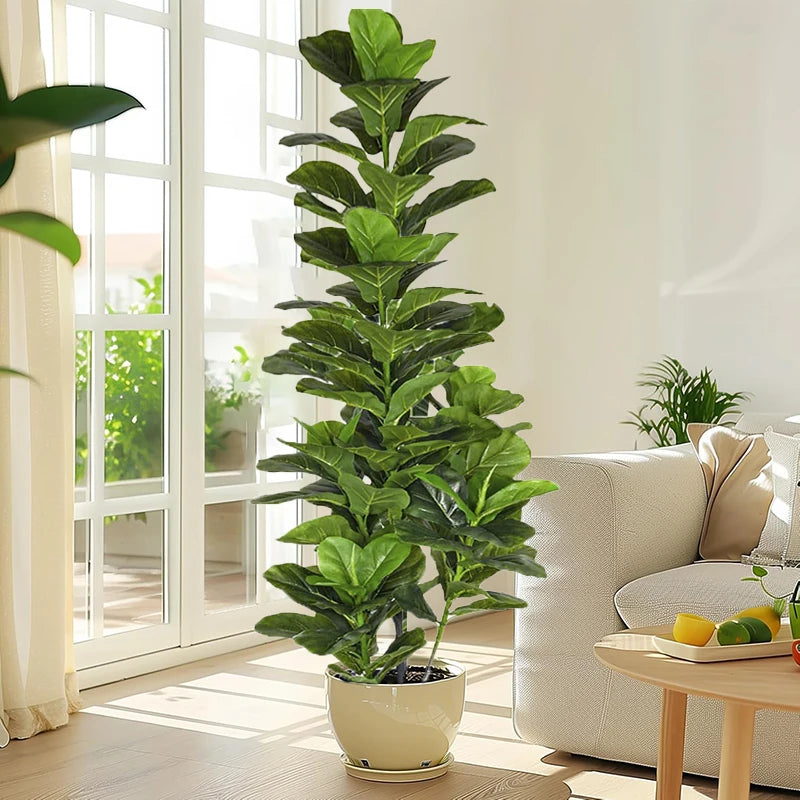 Aona – Fiddle Leaf plant
