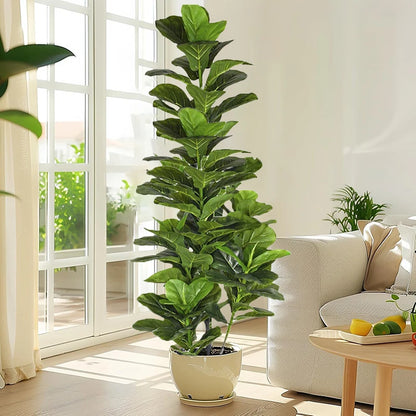 Aona – Fiddle Leaf plant